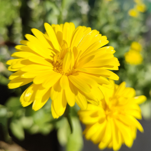 Ringelblume lose